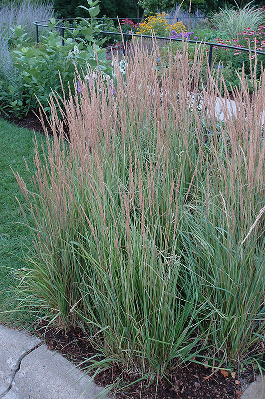 Variegated Reed Grass (Calamagrostis x acutiflora 'Overdam') at Vande Hey Company