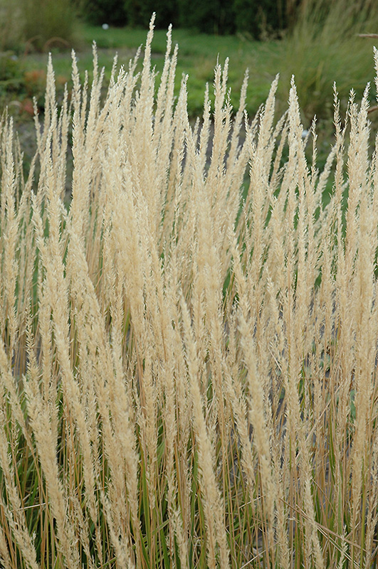 Karl Foerster Reed Grass (Calamagrostis x acutiflora 'Karl Foerster') at Vande Hey Company