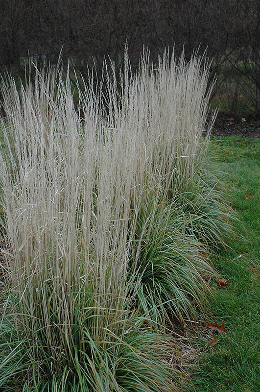 Avalanche Reed Grass (Calamagrostis x acutiflora 'Avalanche') at Vande Hey Company