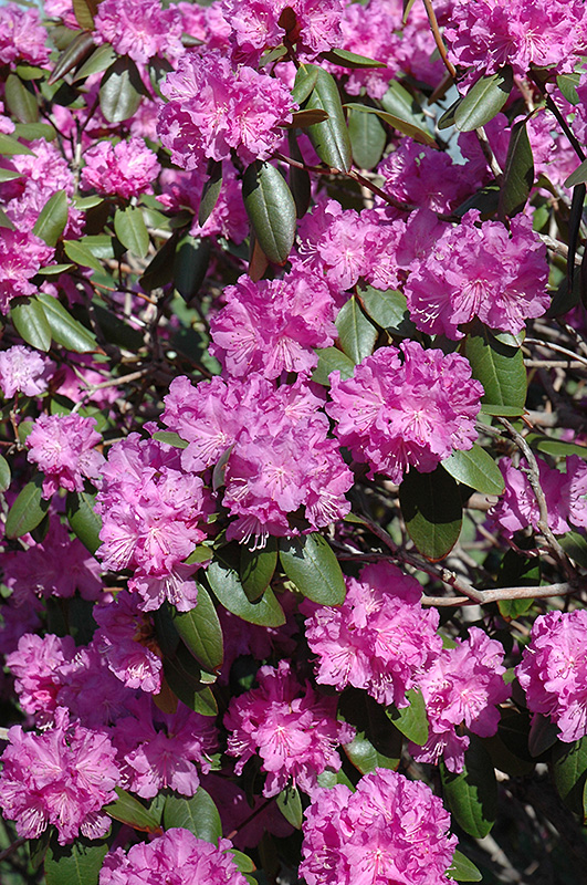 P.J.M. Rhododendron (Rhododendron 'P.J.M.') at Vande Hey Company