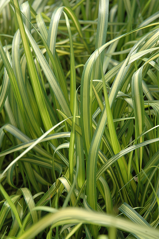 El Dorado Feather Reed Grass (Calamagrostis x acutiflora 'El Dorado') at Vande Hey Company