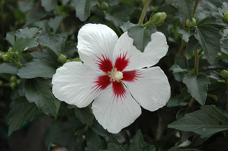 Lil' Kim Rose of Sharon (Hibiscus syriacus 'Antong Two') at Vande Hey Company