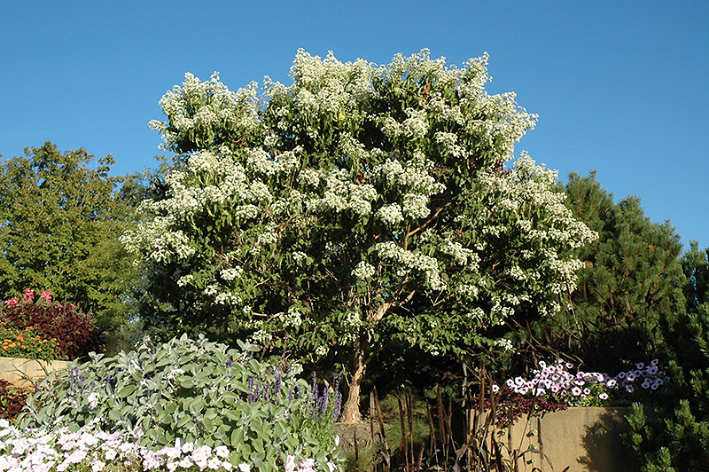 Seven-Son Flower (Heptacodium miconioides) at Vande Hey Company