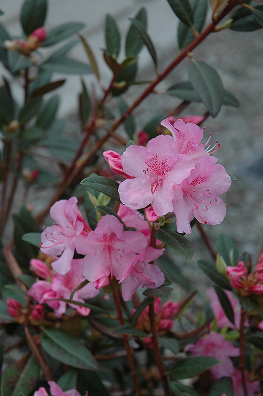 Aglo Rhododendron (Rhododendron 'Aglo') at Vande Hey Company