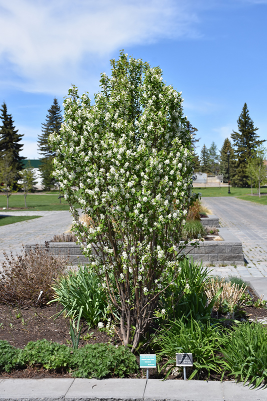 Standing Ovation Saskatoon Berry (Amelanchier alnifolia 'Obelisk') at Vande Hey Company