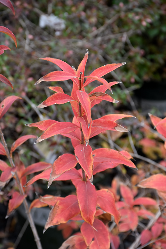 Fragrant Abelia (Abelia mosanensis) at Vande Hey Company