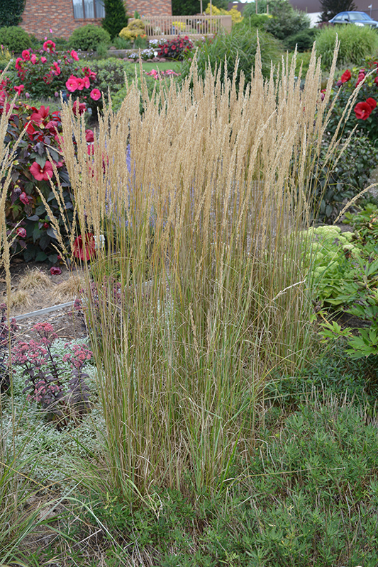 El Dorado Feather Reed Grass (Calamagrostis x acutiflora 'El Dorado') at Vande Hey Company