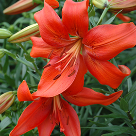 Plant Photo 6