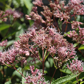 Plant Photo 1