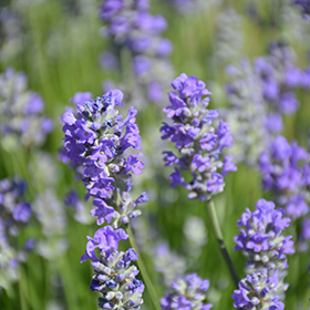Plant Photo 2