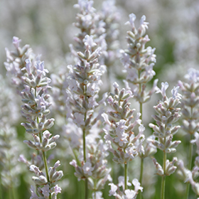 Plant Photo 9
