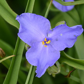 Plant Photo 7