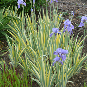 Plant Photo 6