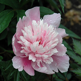 Plant Photo 9
