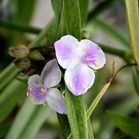 Plant Photo 6