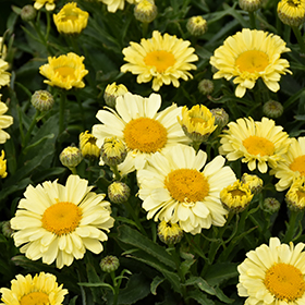 Plant Photo 10