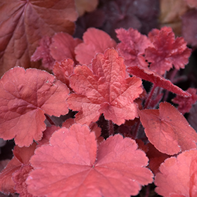 Plant Photo 1