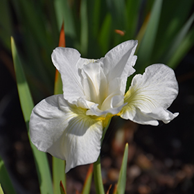 Plant Photo 4