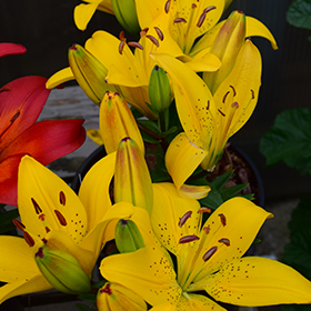 Plant Photo 5