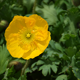 Plant Photo 10