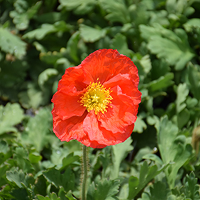 Plant Photo 9