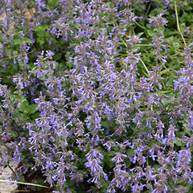 Plant Photo 4