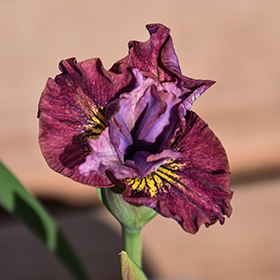Plant Photo 1