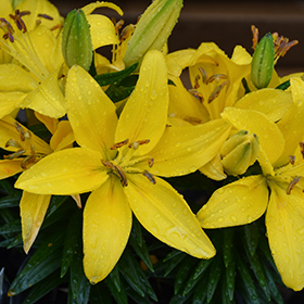 Plant Photo 3