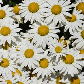 Plant Photo 2
