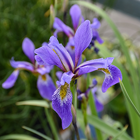 Plant Photo 6