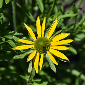 Plant Photo 3