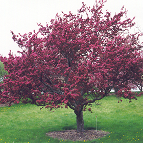 Plant Photo 7