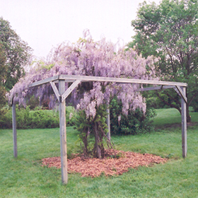 Plant Photo 6
