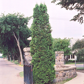 Plant Photo 6