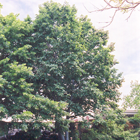 Plant Photo 1