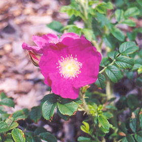 Plant Photo 10