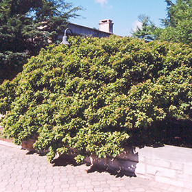 Plant Photo 8