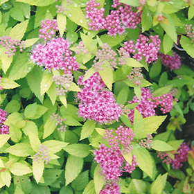Plant Photo 1