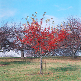 Plant Photo 1