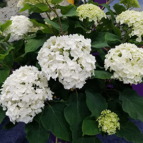 Plant Photo 4