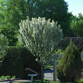 Plant Photo 4