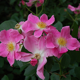 Plant Photo 8