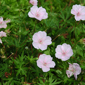Plant Photo 7