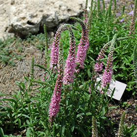 Plant Photo 1