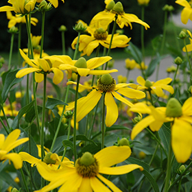 Plant Photo 9