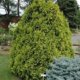 Plant Photo 6
