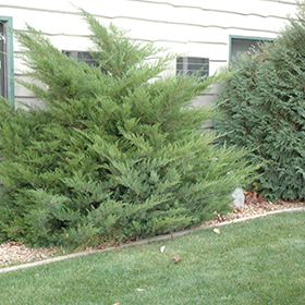 Plant Photo 10