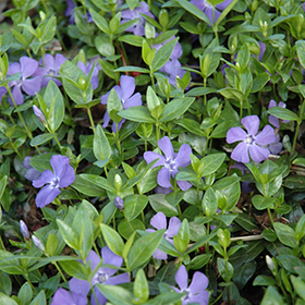 Plant Photo 5