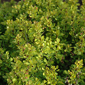 Plant Photo 10