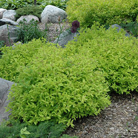 Plant Photo 8